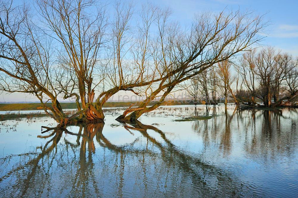 biesbosch_031.jpg