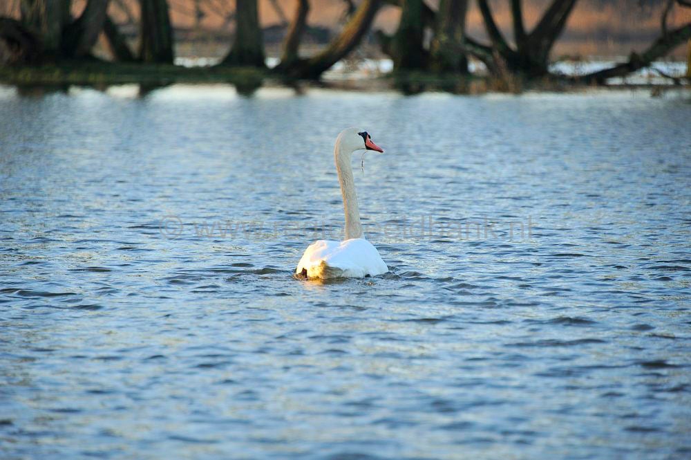 biesbosch_033.jpg