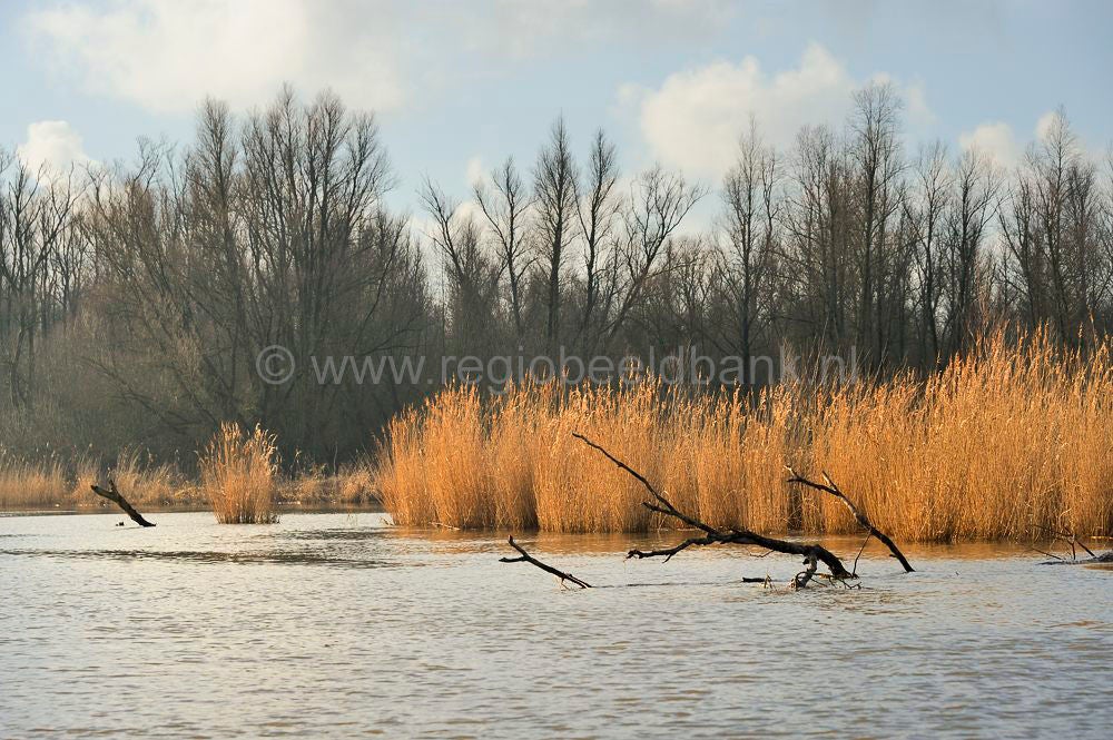 biesbosch_098.jpg
