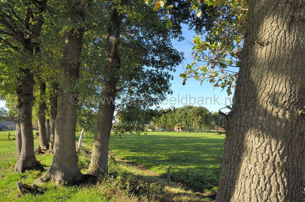 binnenveld_025.jpg