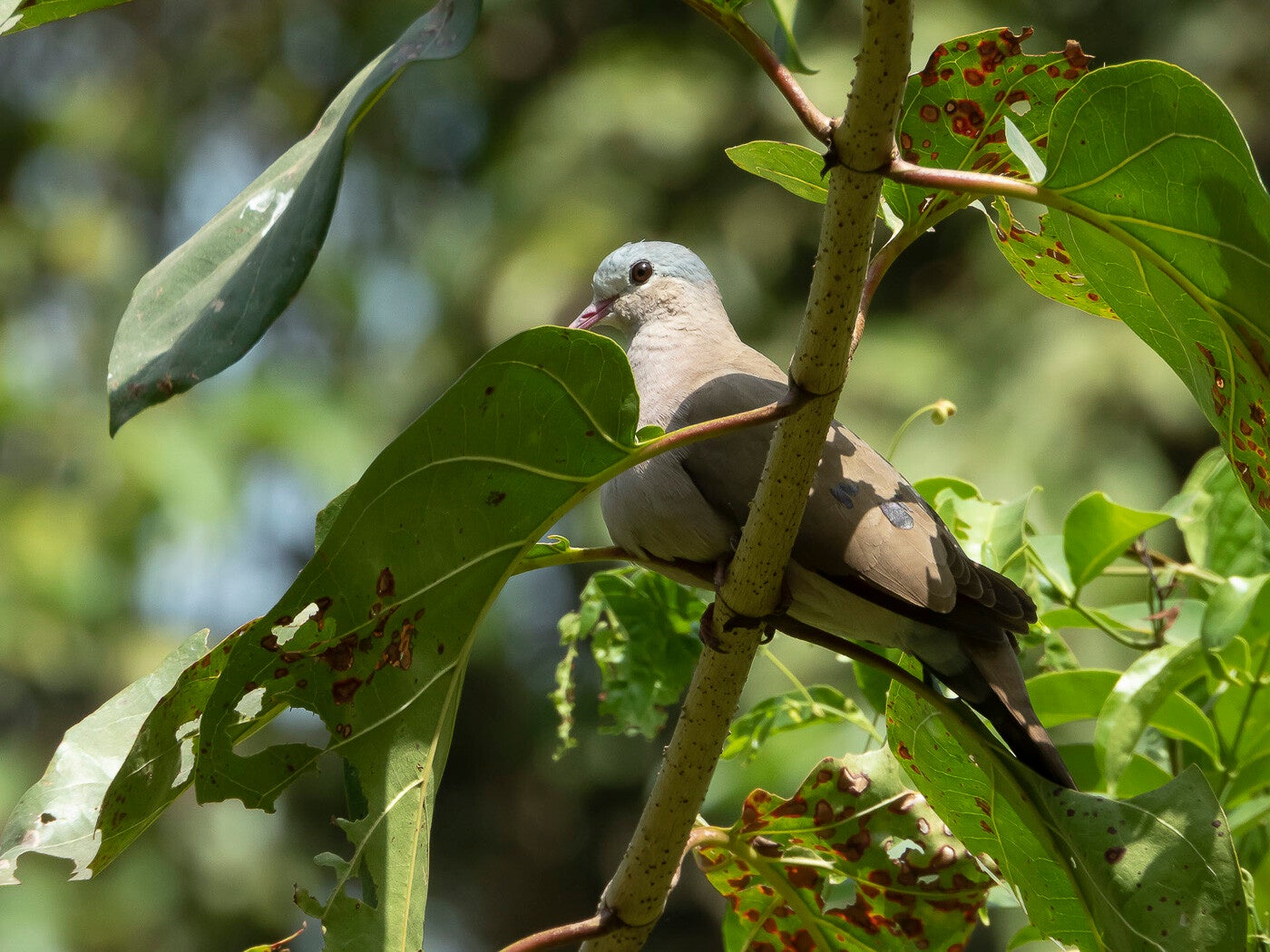 black-billedwood-dove_90181.jpg