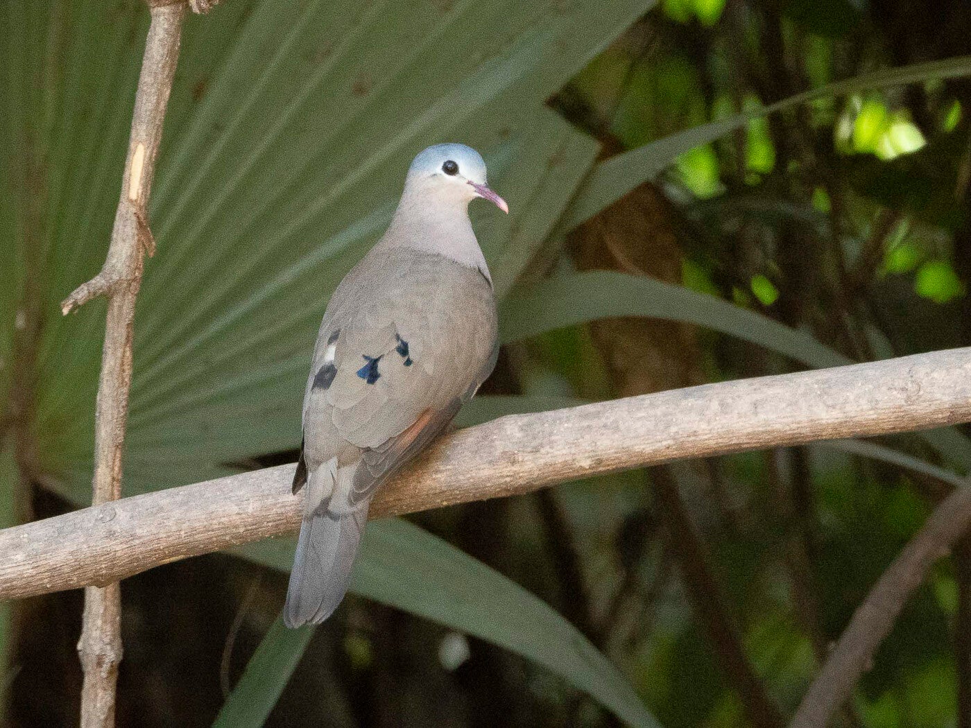 black-billedwood-dove_9018_0001.jpg