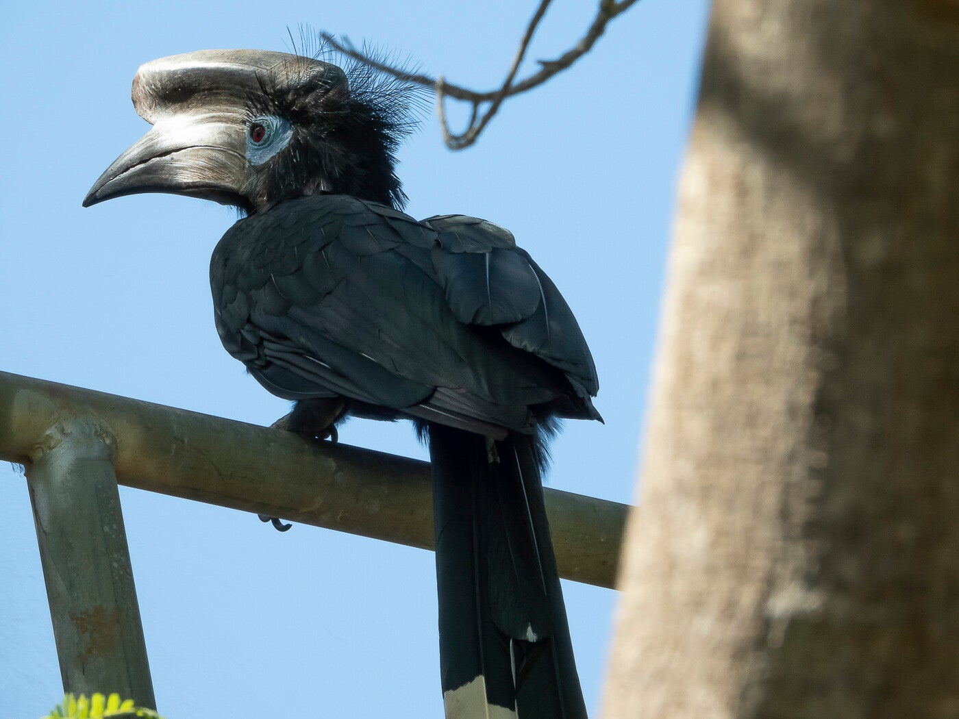 blackandwhitecasquedhornbill_85261.jpg