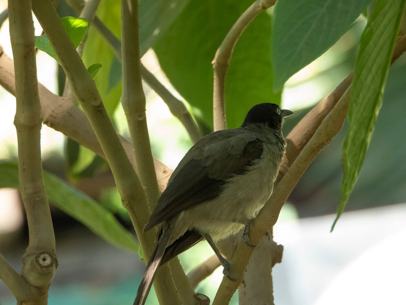 blackcapbabbler_6159-2.jpg