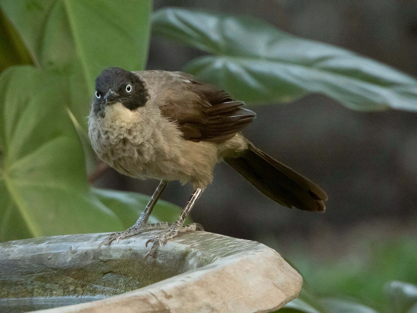 blackcapbabbler_8332-2.jpg