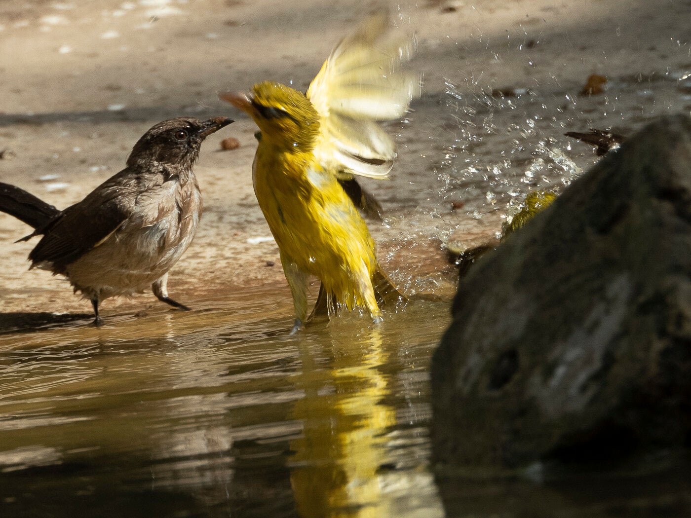 blackcapbabbler_9125.jpg