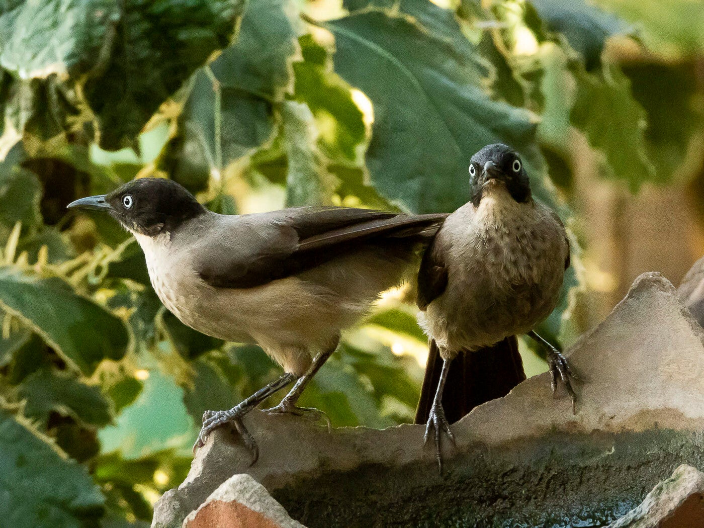 blackcapbabbler_9499-2.jpg