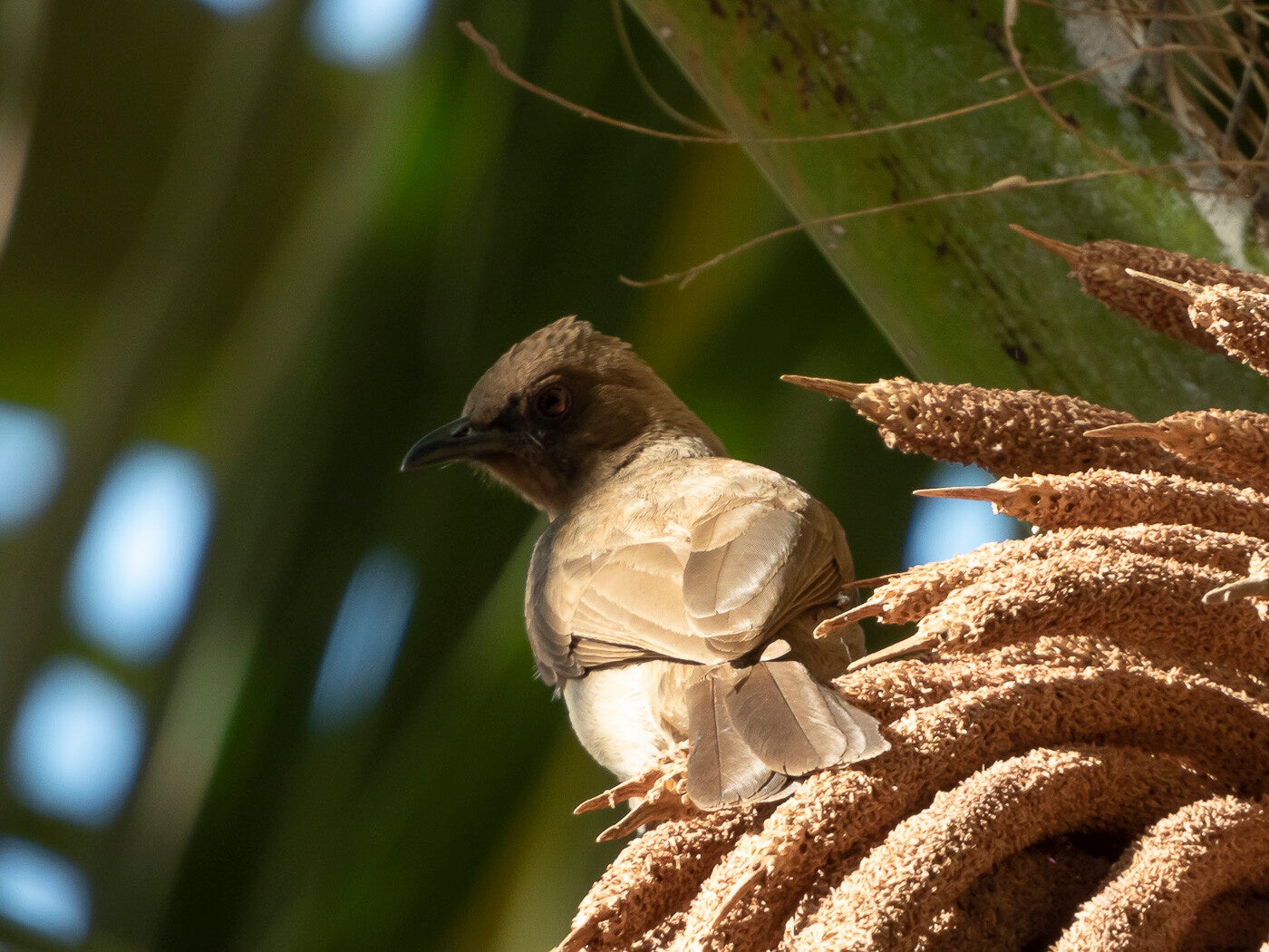 blackcapbabbler_9525-2.jpg