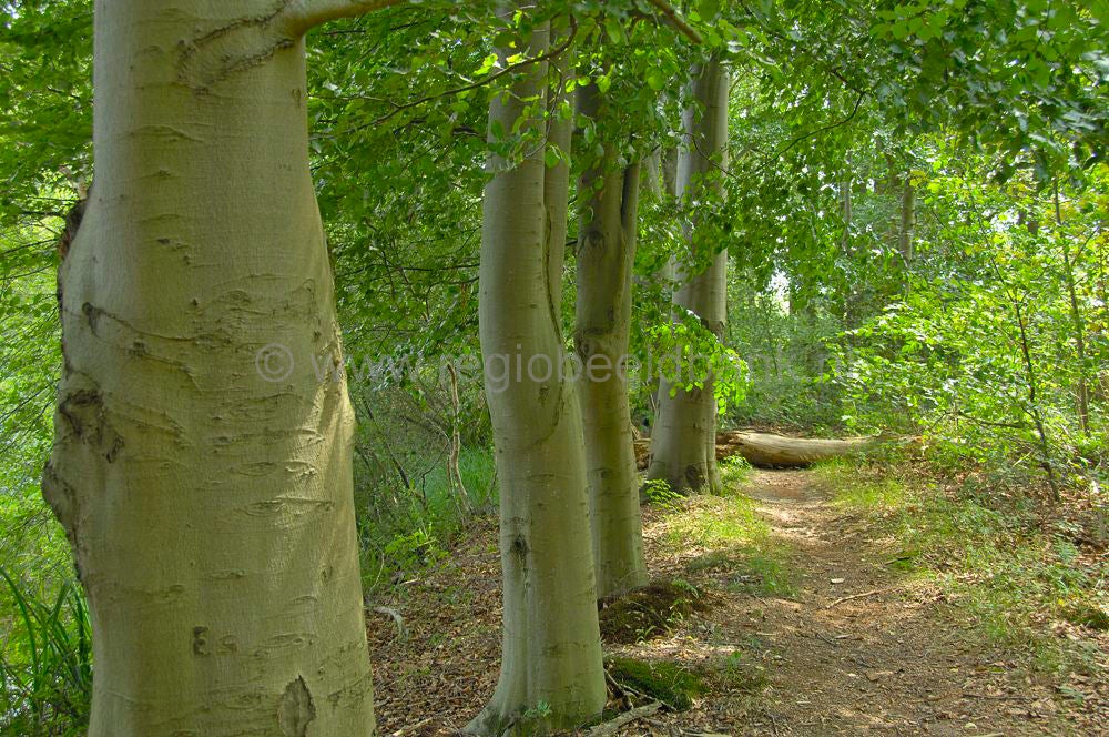 breeschoten_014.jpg