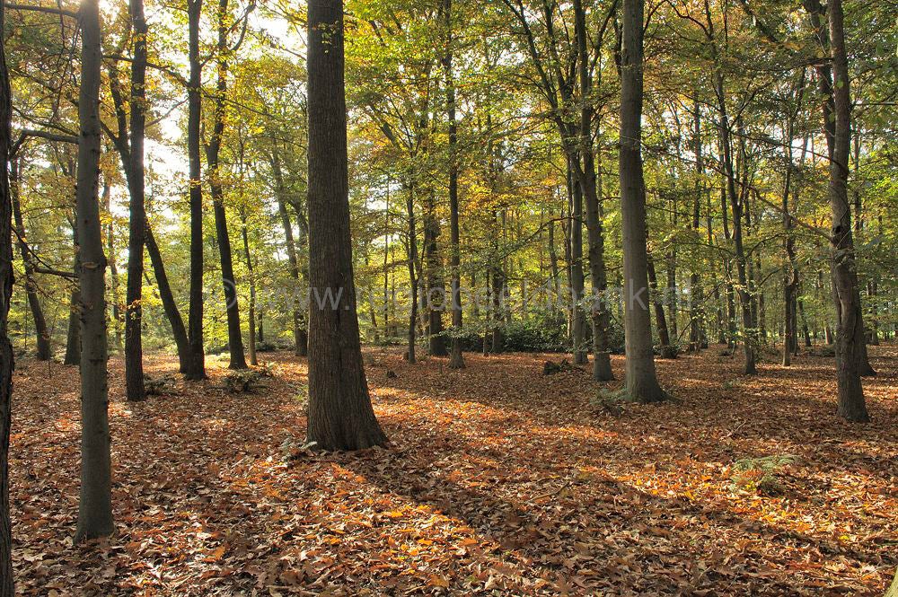 breeschoten_039.jpg