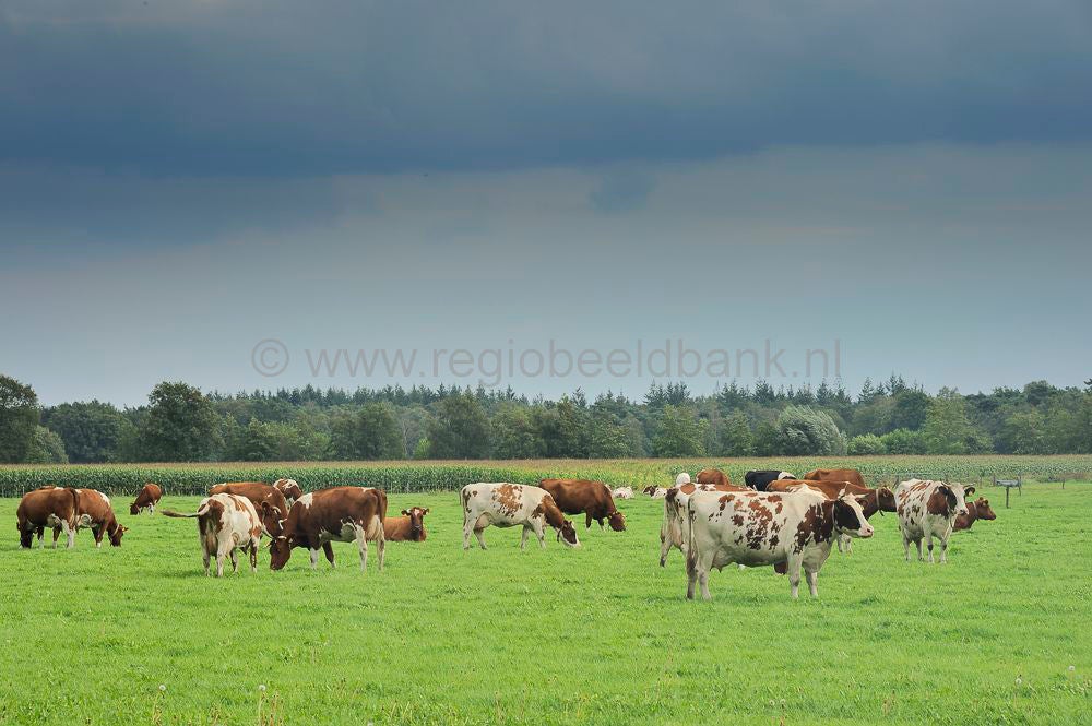 breeschoten_430.jpg