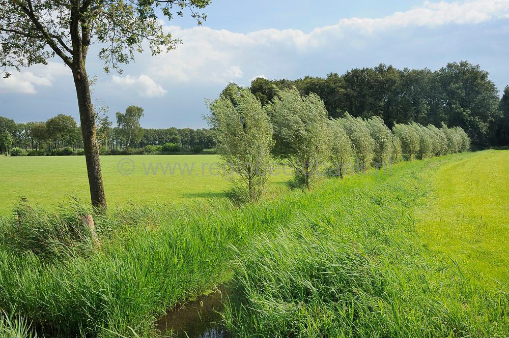 breeschoten_438.jpg