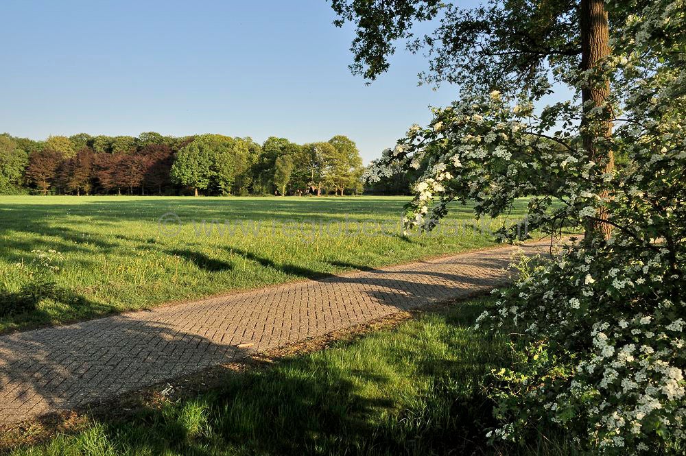 breeschoten_501.jpg
