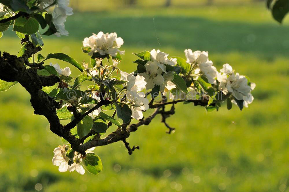 breeschoten_508.jpg