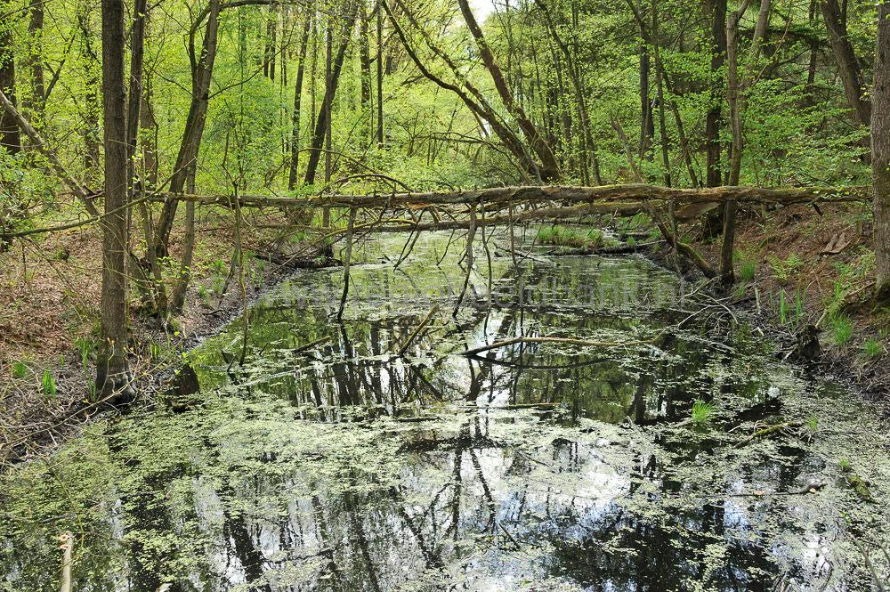 broekerbos_016.jpg