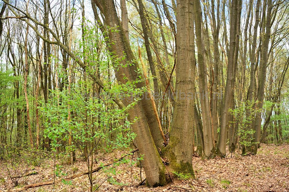 broekerbos_022.jpg