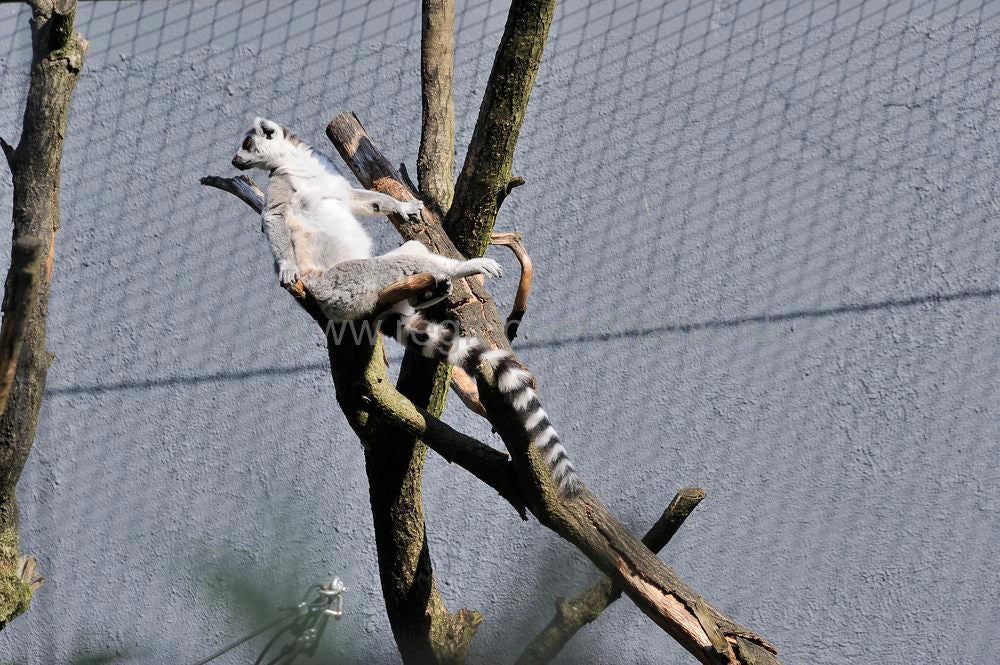 Burgerbush