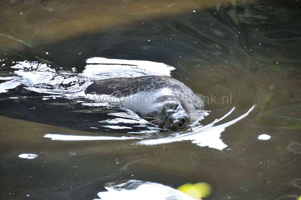 burgers_zoo_004.jpg