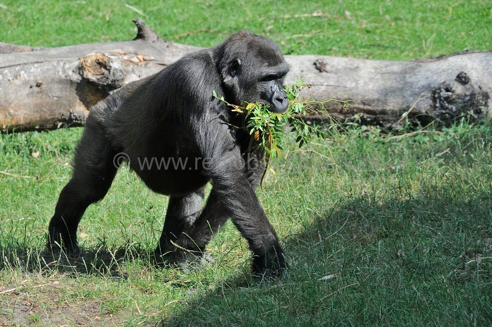 burgers_zoo_014.jpg