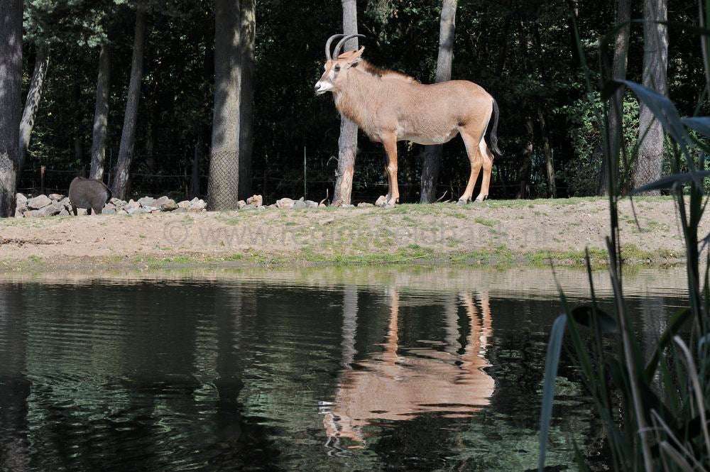 burgers_zoo_017-1.jpg