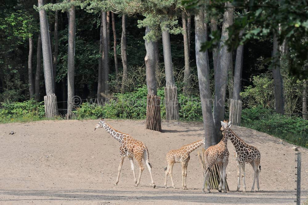 burgers_zoo_019.jpg