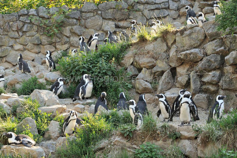 burgers_zoo_048.jpg