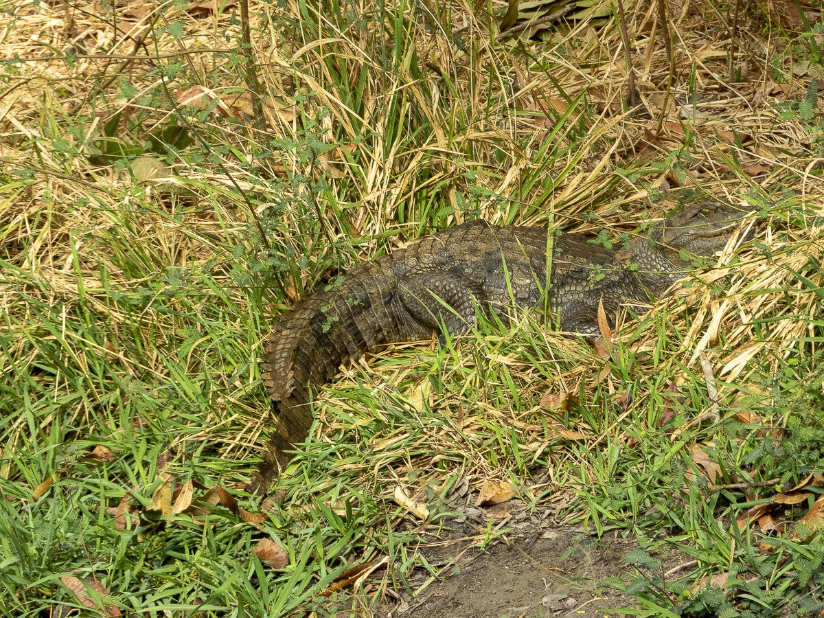 crocodile_5471.jpg