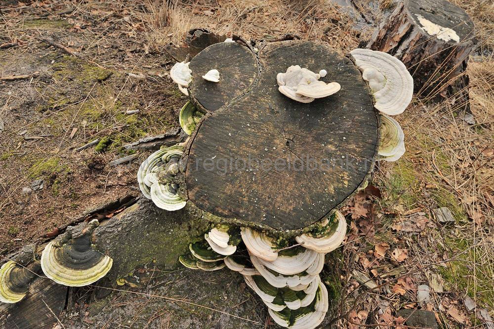 de_kom_maarsbergen_002.jpg