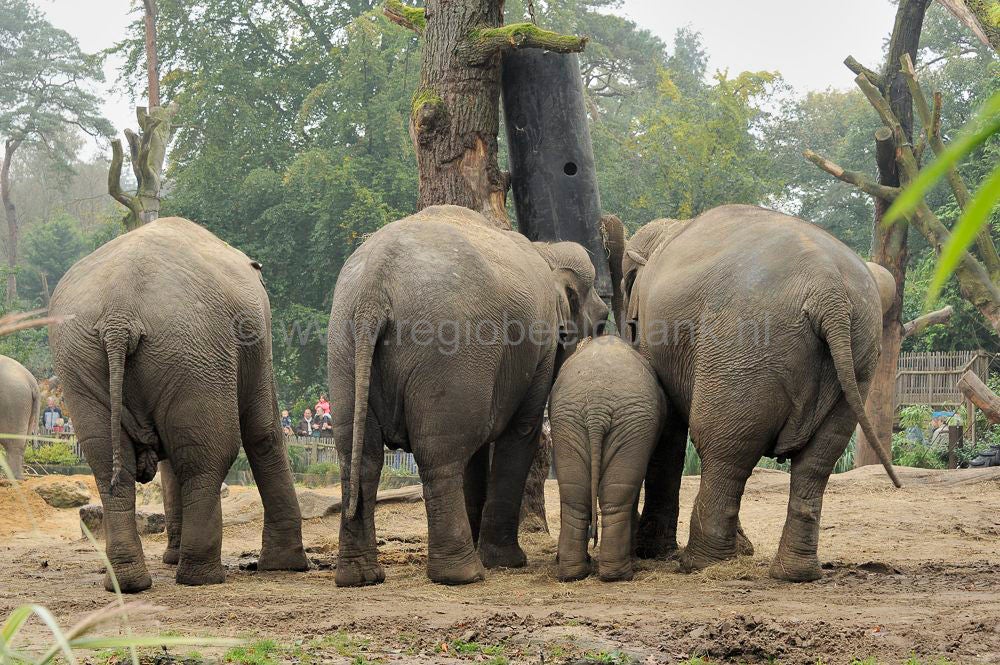 Dierenpark Amersfoort