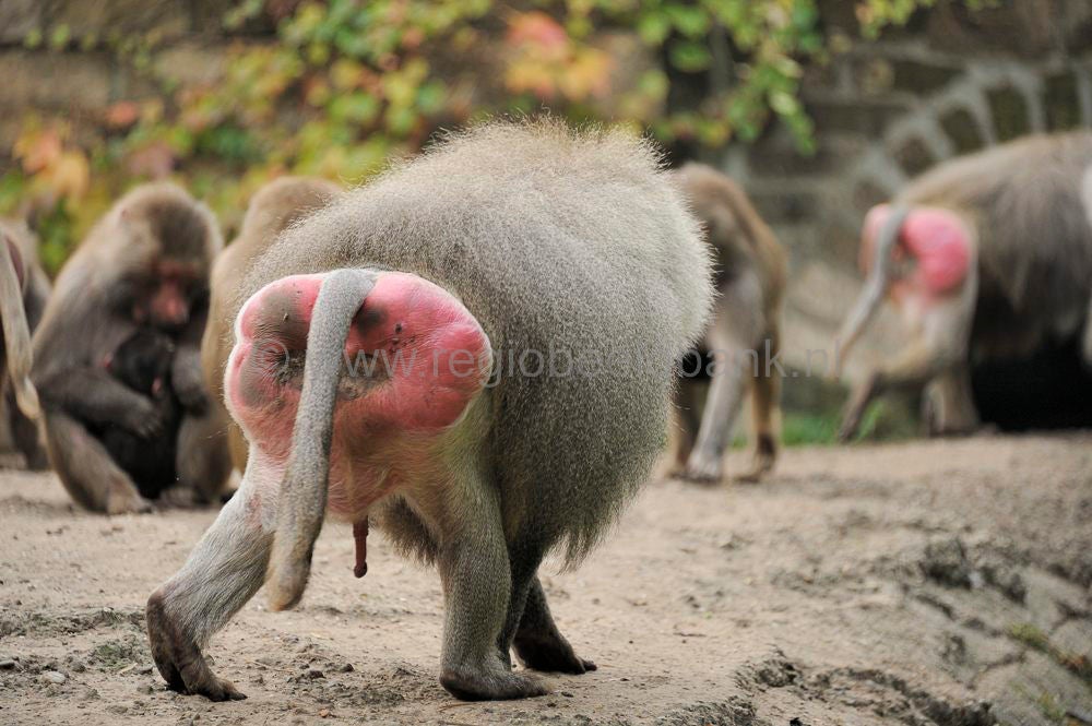 dierenpark_afoo_012.jpg