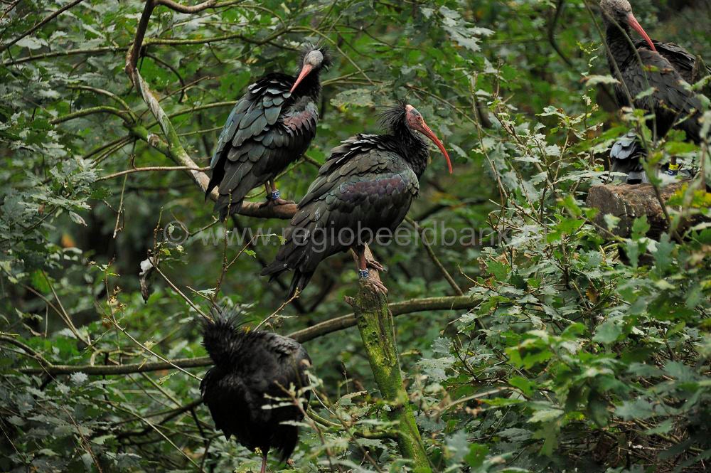 dierenpark_afoo_014.jpg