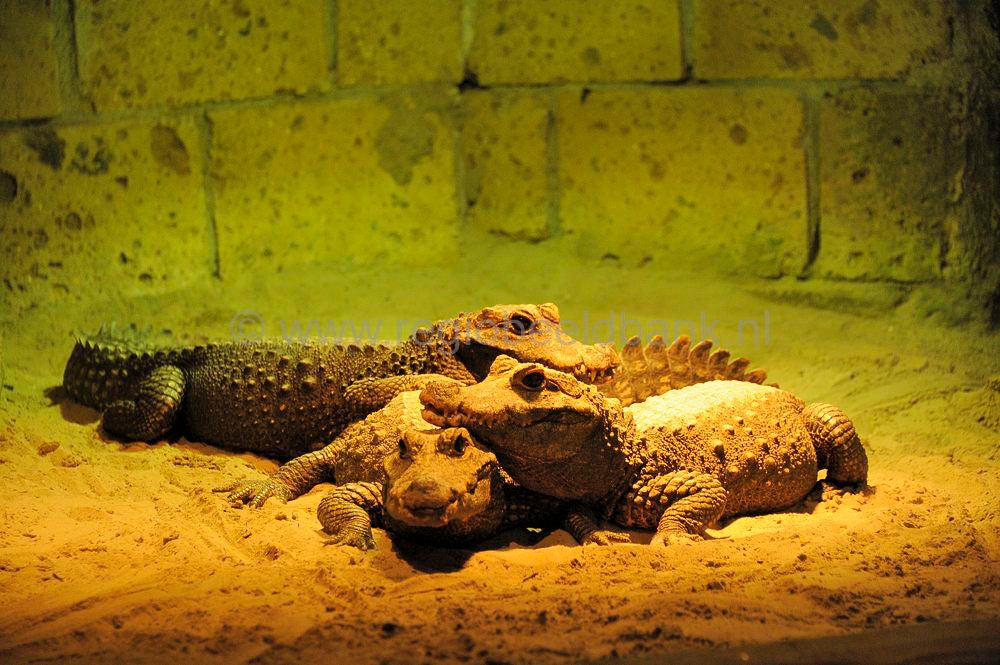 dierenpark_afoo_016.jpg