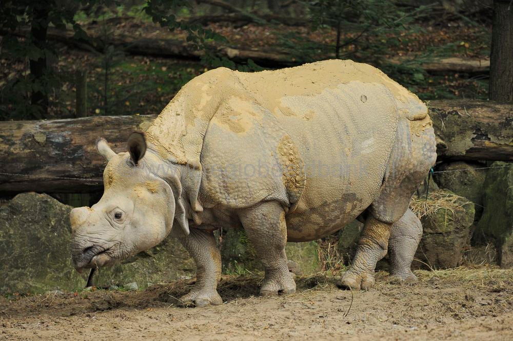 dierenpark_afoo_018.jpg