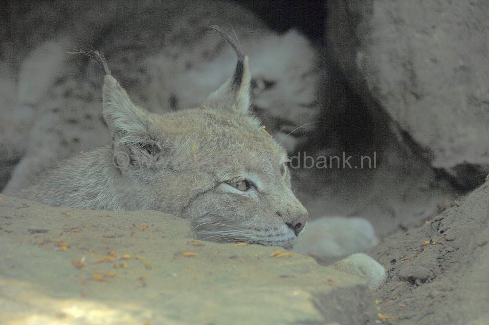 dierenpark_afoo_062.jpg