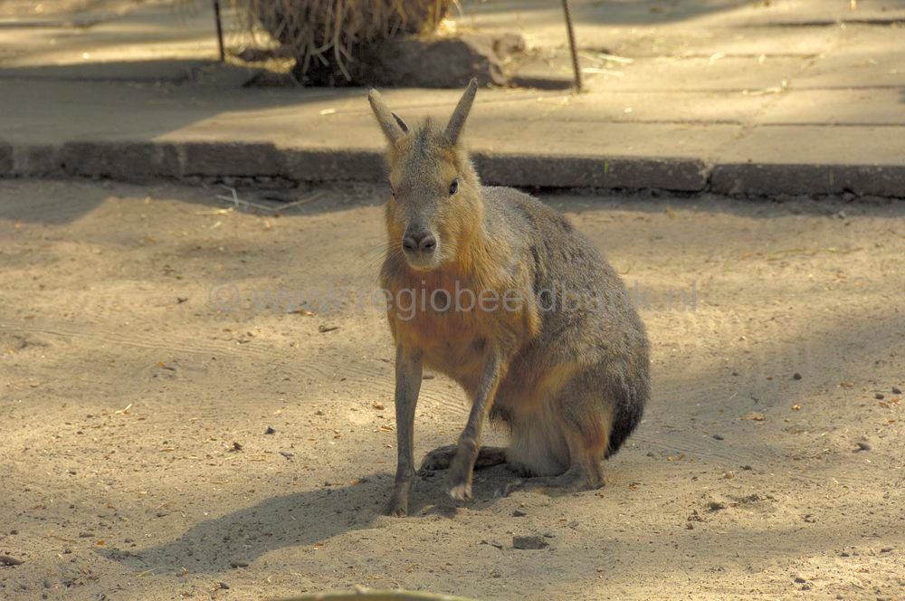 dierenpark_afoo_066.jpg