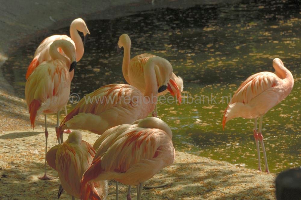dierenpark_afoo_068.jpg