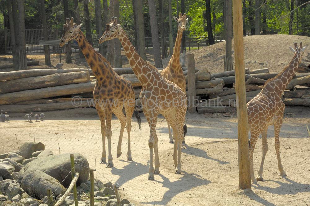 dierenpark_afoo_070.jpg