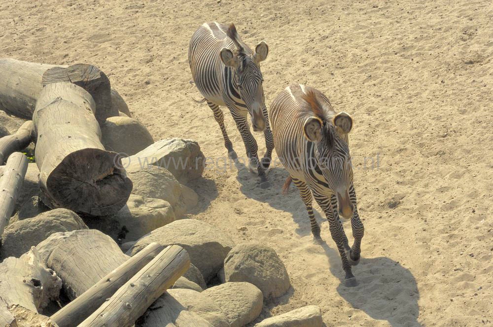 dierenpark_afoo_072.jpg
