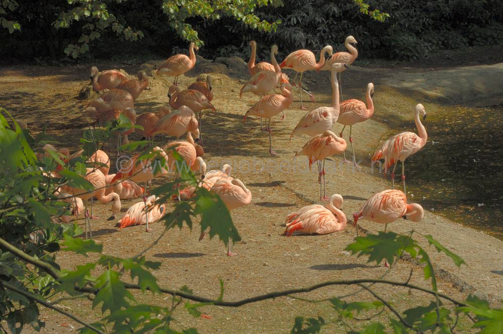 dierenpark_afoo_074.jpg