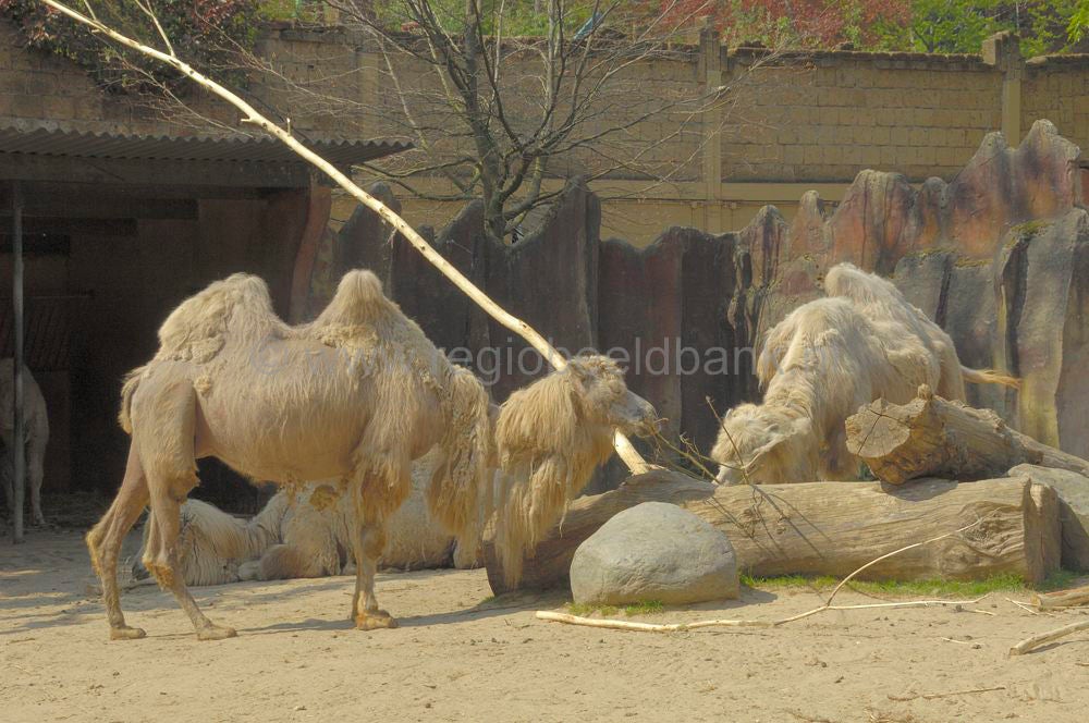 dierenpark_afoo_076.jpg
