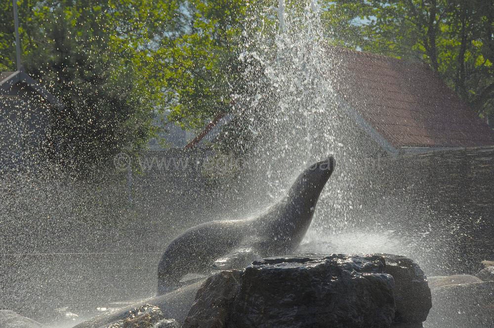 dolfinarium_023.jpg