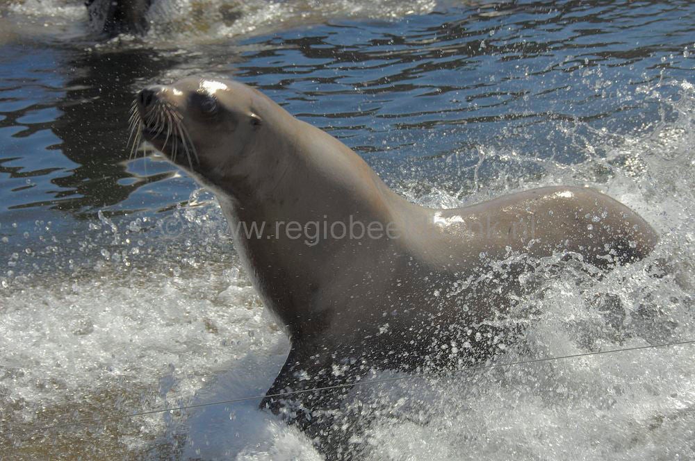 dolfinarium_025.jpg