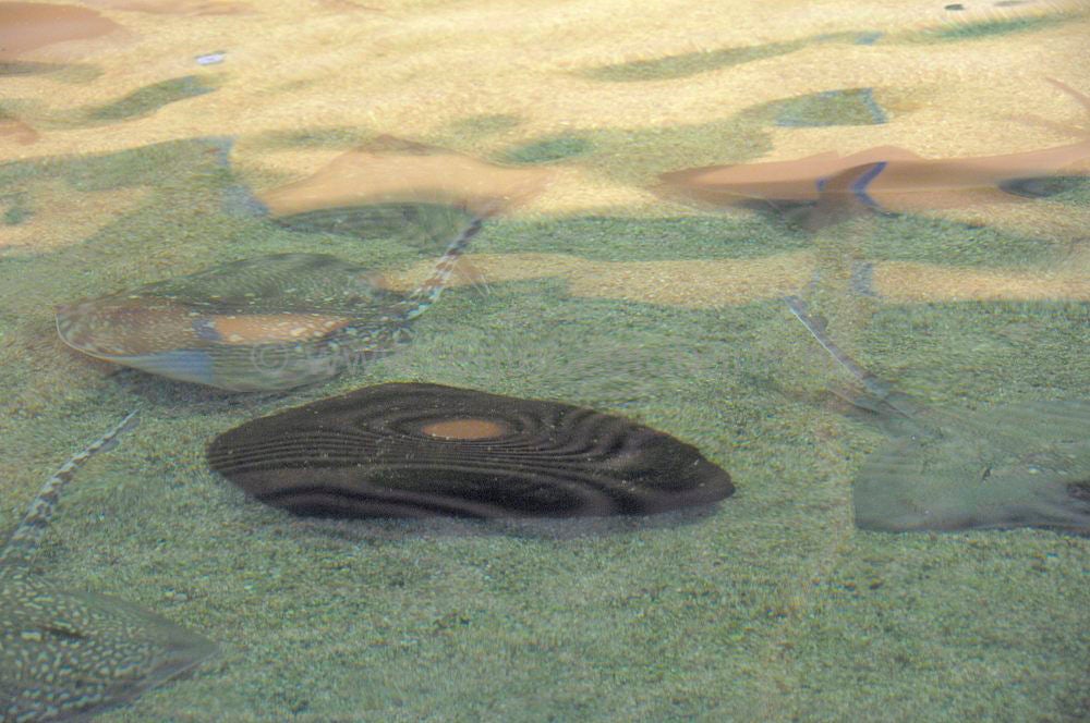 dolfinarium_030.jpg