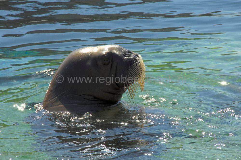 dolfinarium_036.jpg