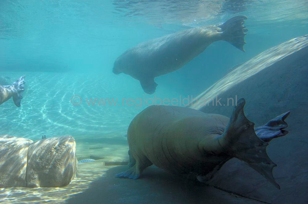 dolfinarium_043.jpg