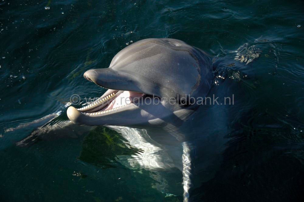 dolfinarium_048.jpg