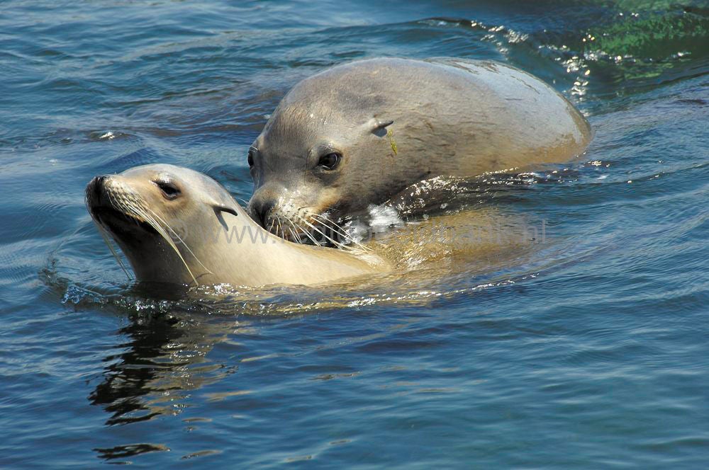 dolfinarium_077.jpg