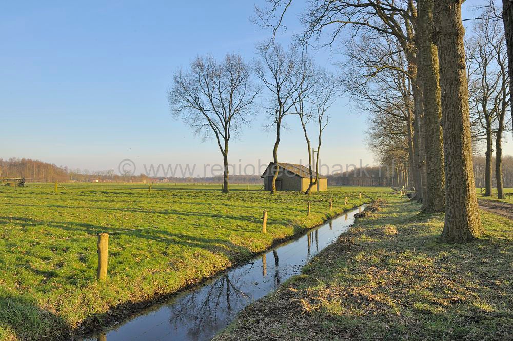 Ebbenhorst