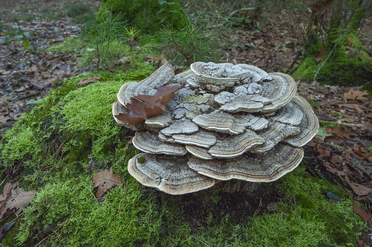 eeskooterpad_027.jpg