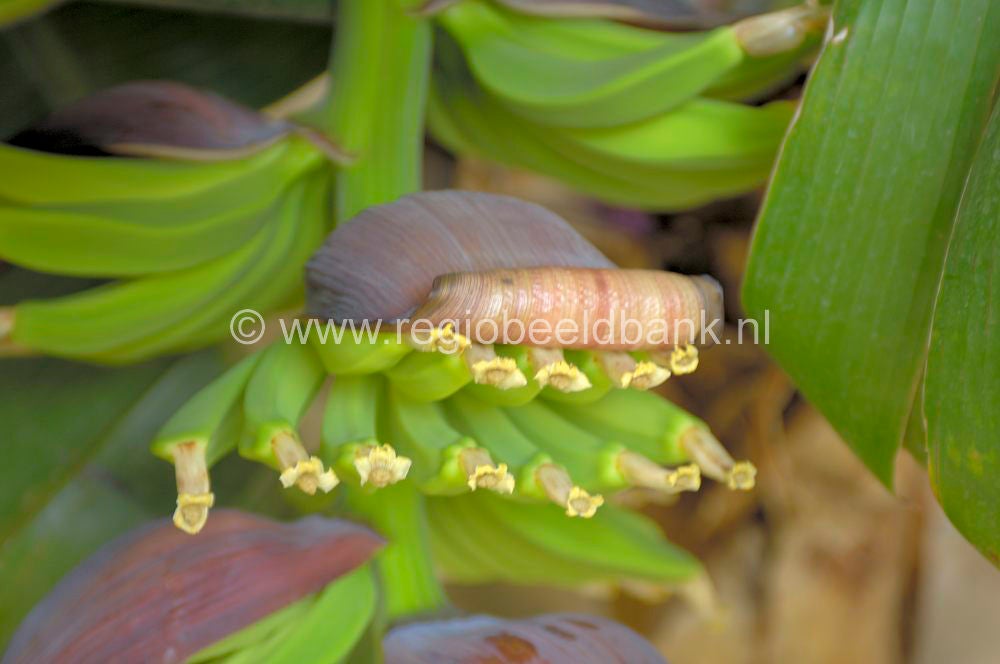 Fruit